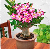 Adenium Obesum Pink & Yellow Flowers in Garden Borders