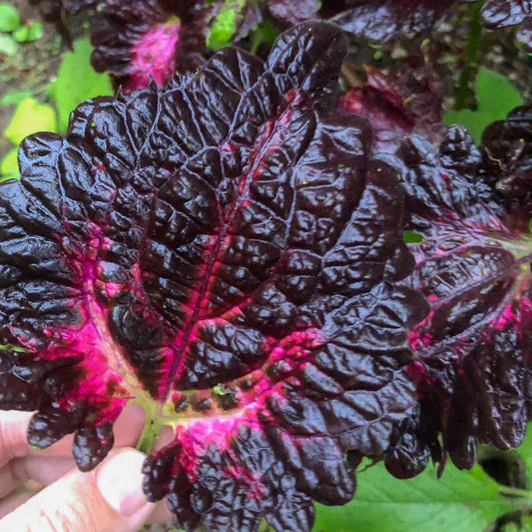 Black Red Dragon Coleus in Garden Borders