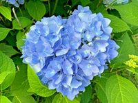 Blue Hydrangea Flowers in Garden Borders