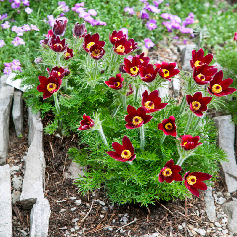 Bold Red Anemone Pulsatilla Flowers in Garden Borders
