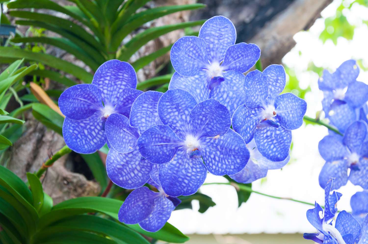 Dark Blue Orchid Flowers in Garden Borders