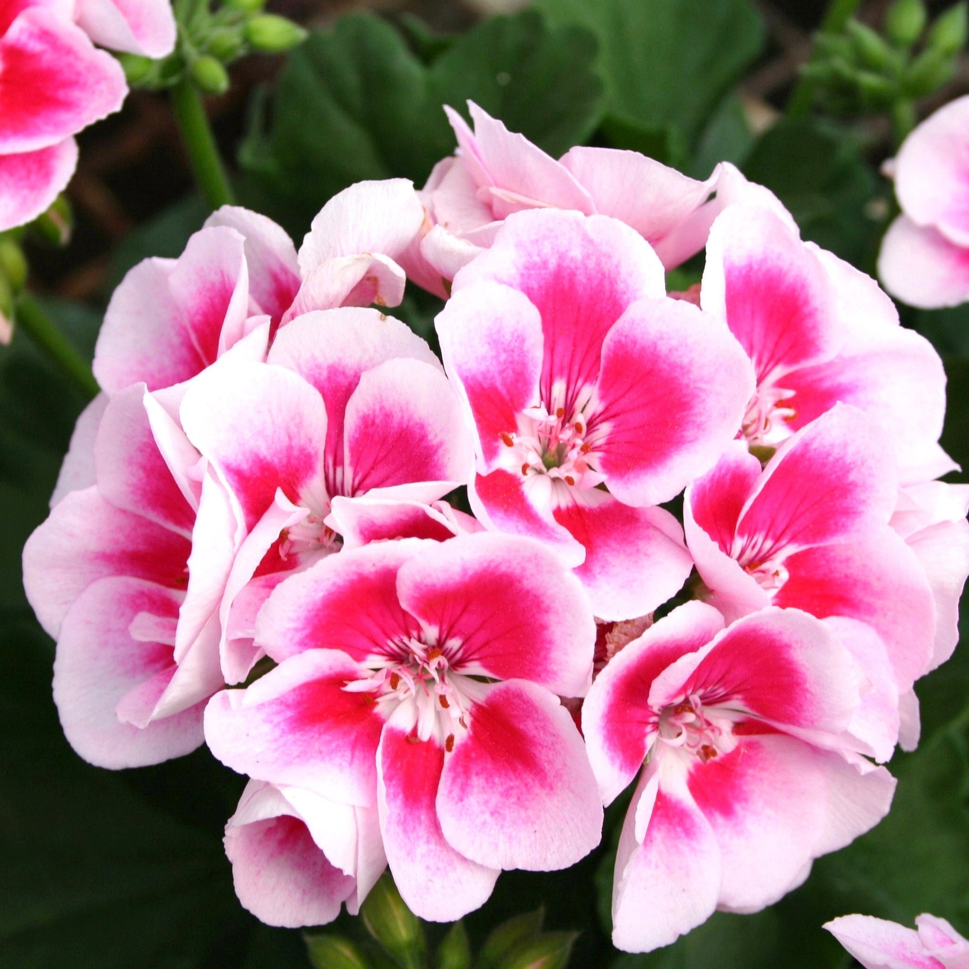 Geranium Flowers in Garden Borders