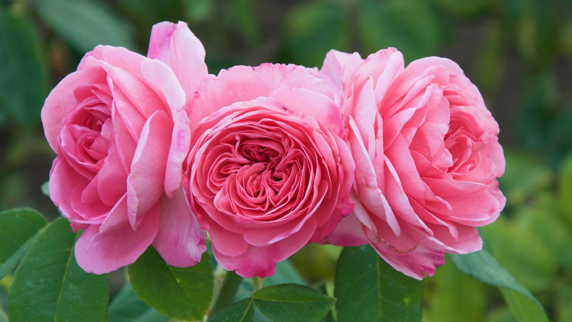 Lady Favorite Roses in Garden Borders