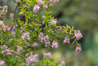 Lavender Abelia Flowers Along Garden Borders