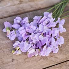 Lavender Sweet Pea Flowers in Garden Borders