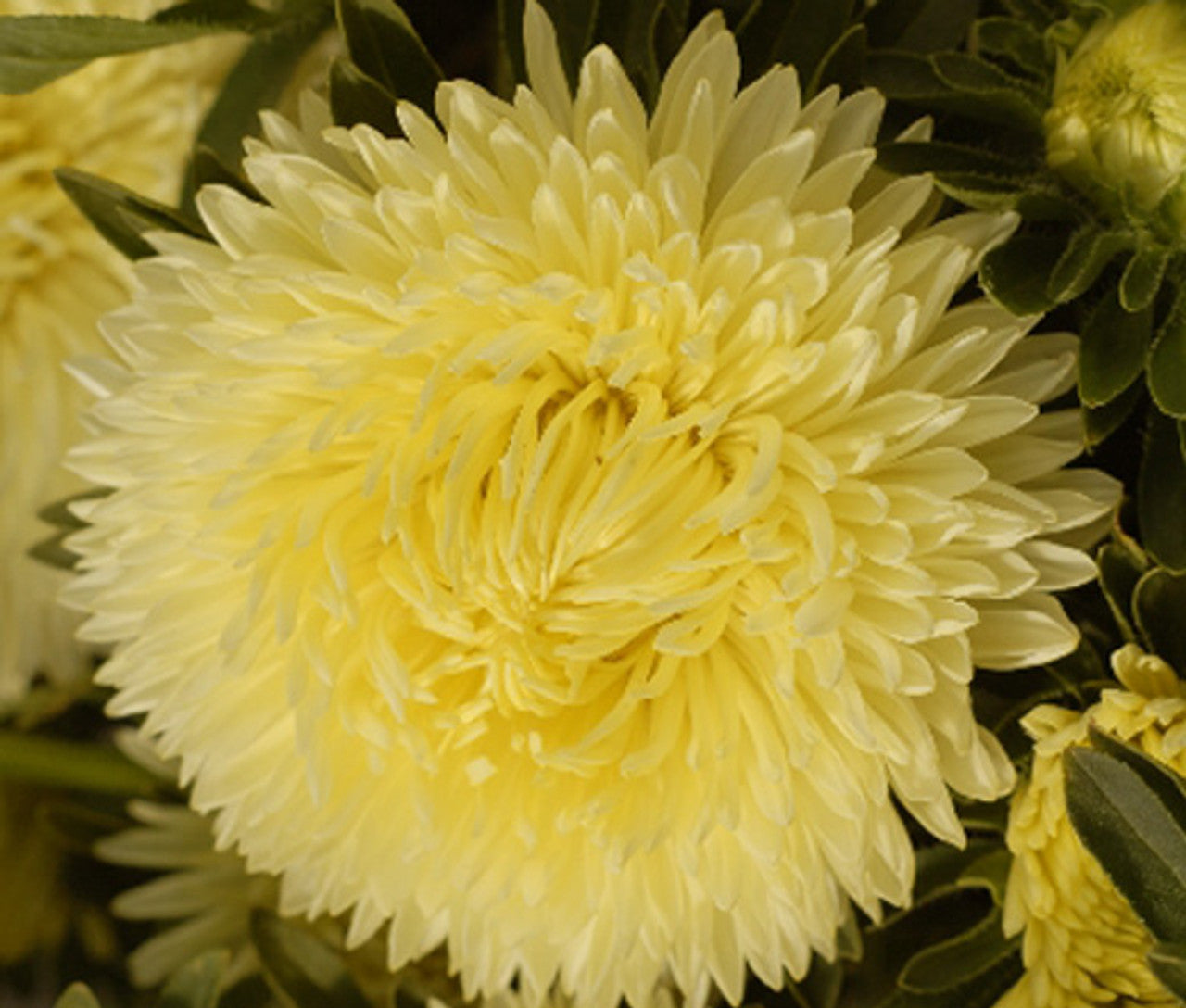 Light Yellow Aster Flowers in Garden Borders