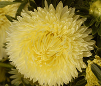 Light Yellow Aster Flowers in Garden Borders