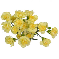 Light Yellow Carnation Flowers in Garden Borders