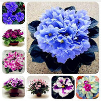 Mini Violet Flowers Along Garden Borders