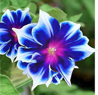 Morning Glory Flowers in Garden Borders