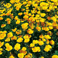 Yellow Eschscholtzia Flowers in Garden Borders