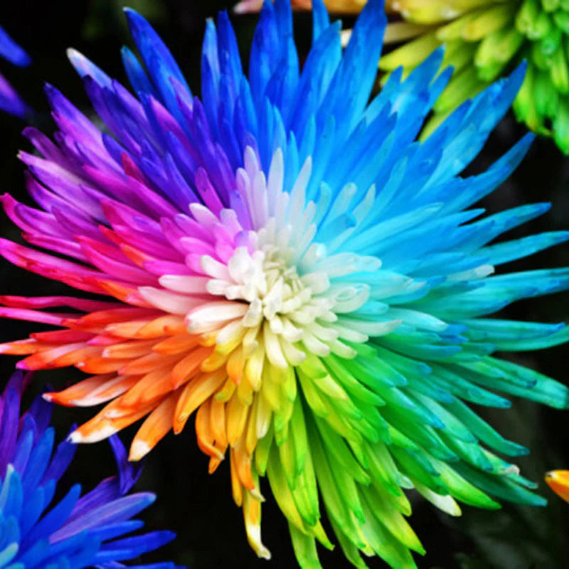 Garden Chrysanthemum Flower Seeds