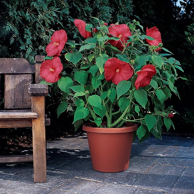 Cranberry Hibiscus Growing in Garden