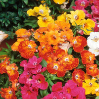 Garden Bed with Mixed Carnival Flowers