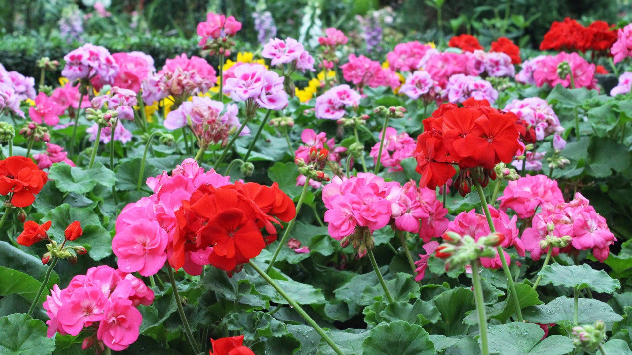 Geranium Pelargonium Flower seeds for Planting Sun Loving Heirloom & GMO Free Seeds for Home Garden