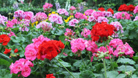 Geranium Pelargonium Flower seeds for Planting Sun Loving Heirloom & GMO Free Seeds for Home Garden