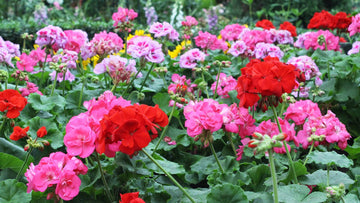Geranium Pelargonium Flower seeds for Planting Sun Loving Heirloom & GMO Free Seeds for Home Garden