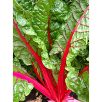 Ruby Swiss chard growing in outdoor garden