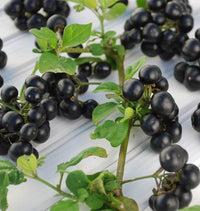 Huckleberry Planting Seeds for Growing Fruit  Sweet and Tangy Berries at Home