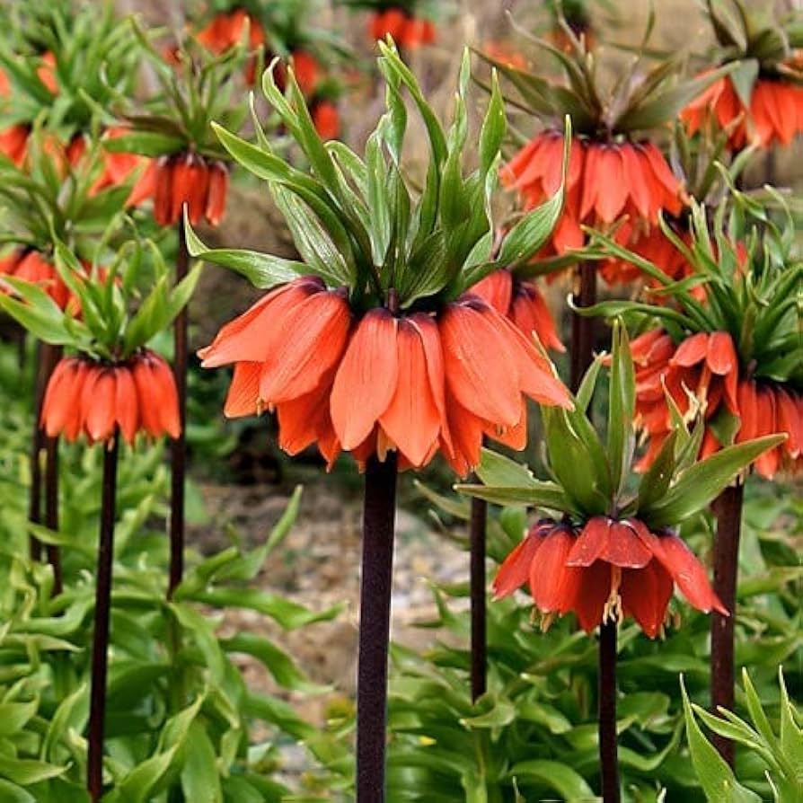 Garden Imperial Crown Flower Seeds