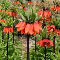 Garden Imperial Crown Flower Seeds