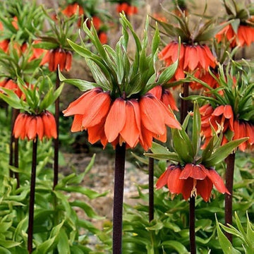 Garden Imperial Crown Flower Seeds