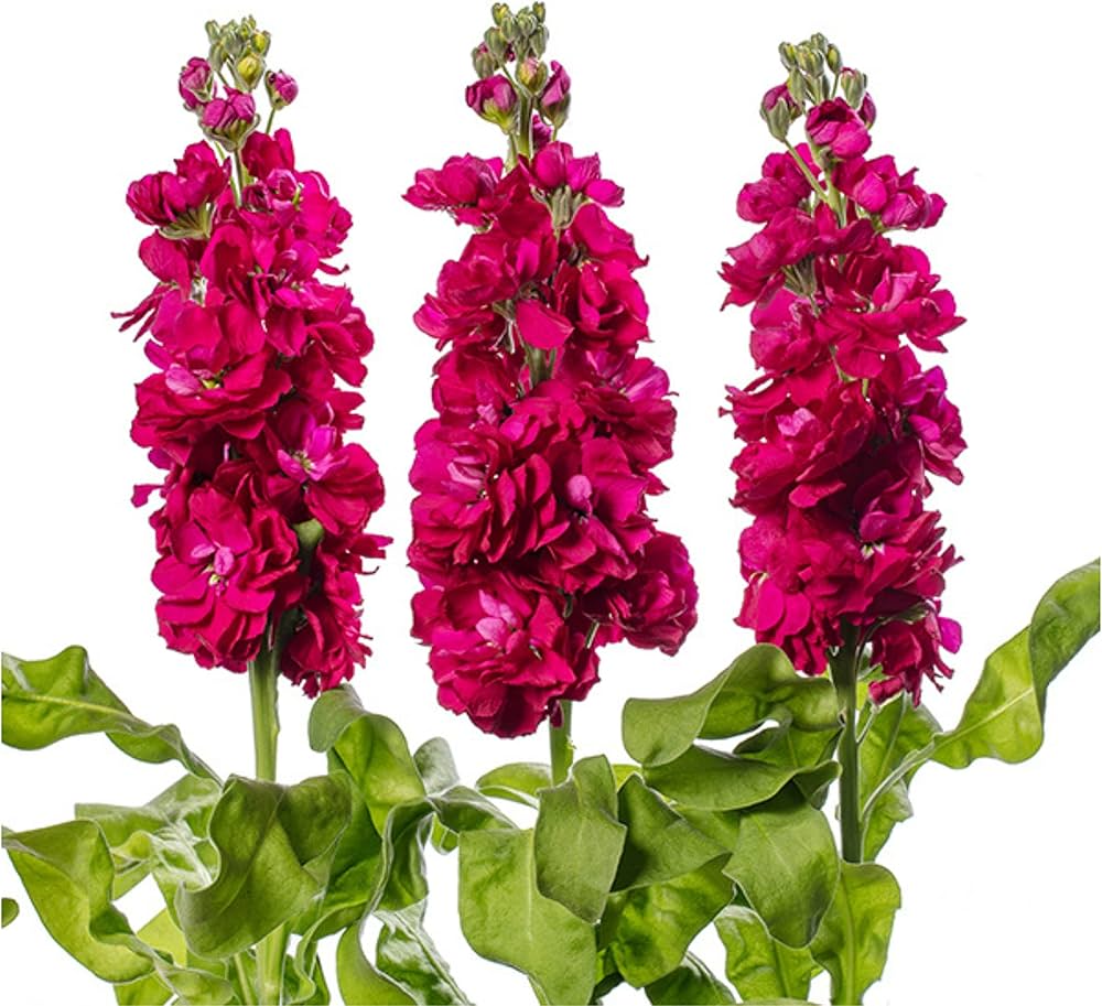 Garden Matthiola Flower Seeds