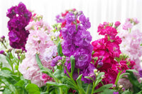 Garden Mixed Matthiola Incana Seeds