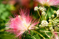 Pink Mix Acacia Perennial Flower Seeds for Planting Cottage Garden Essential Heirloom & GMO Free Seeds for Home Garden
 
 Sale
