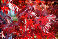 Garden Red Maple Seeds