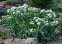 Garden Seakale Unique Blooms Seeds