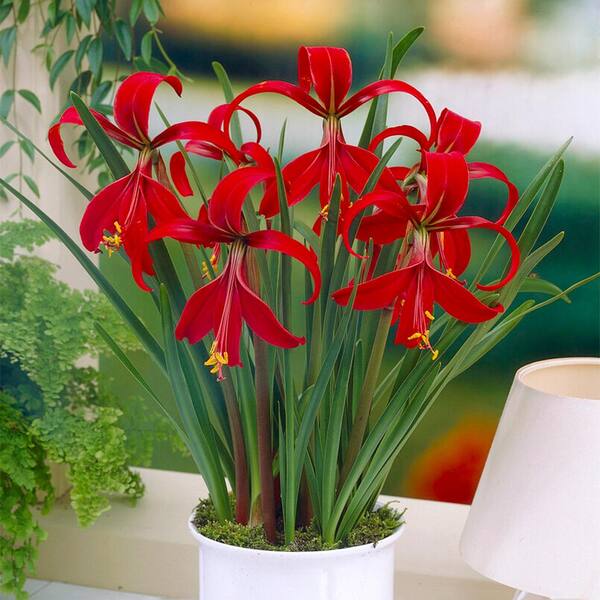 Garden Sprekelia Seeds