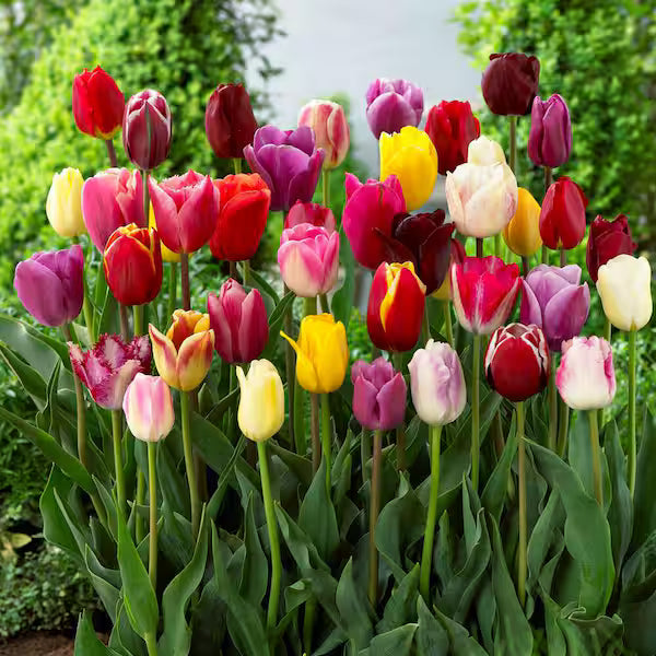 Multi-Color Tulip Seeds for Planting Essentials