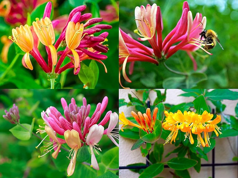 Mixed Honeysuckle Vines on Garden Trellis