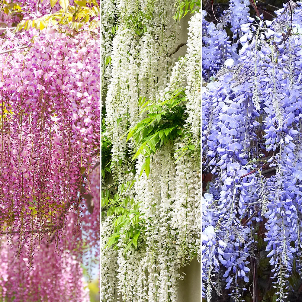 Mix Wisteria Flower seeds for Planting - Cut Flower Favorite, Heirloom & GMO Free Seeds for Home Garden