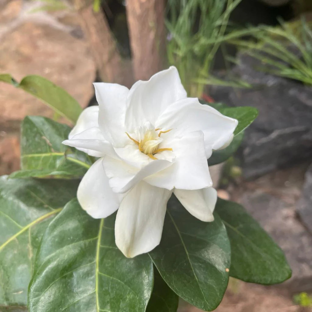White Gardenia Jasminoides Flower seeds for Planting Hardy Variety Heirloom & GMO Free Seeds for Home Garden 
 
 Sale