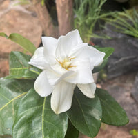 White Gardenia Jasminoides Flower seeds for Planting Hardy Variety Heirloom & GMO Free Seeds for Home Garden 
 
 Sale