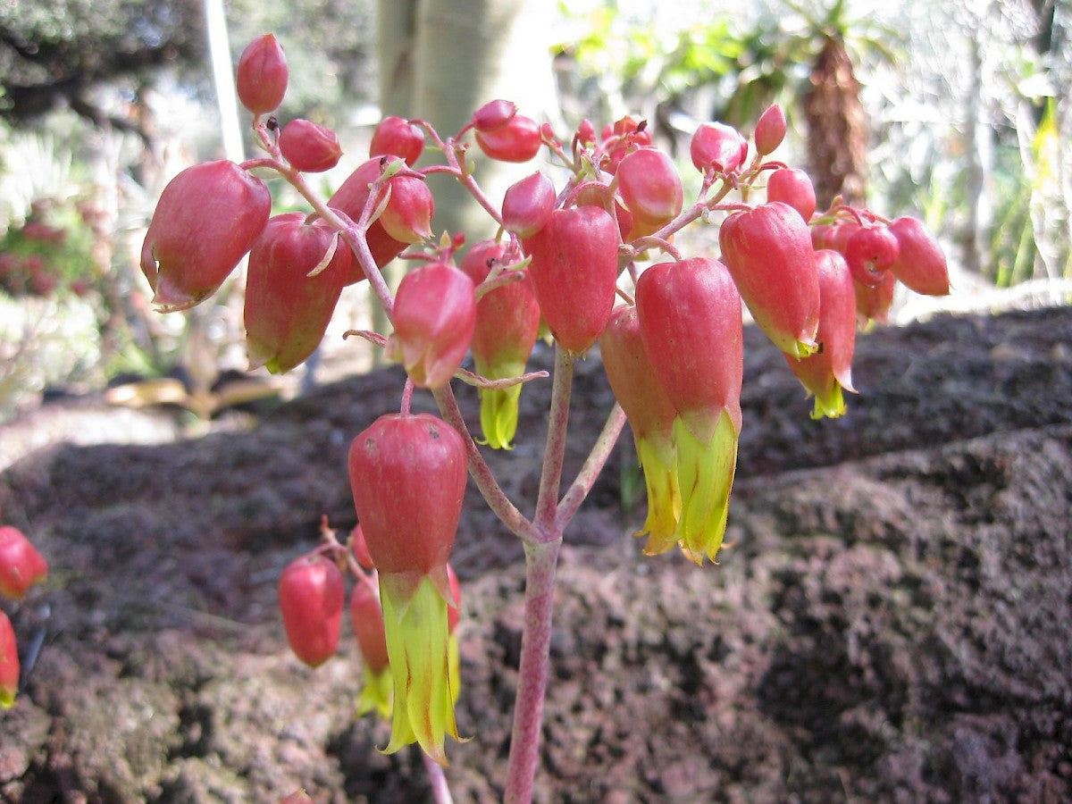 Kalanchoe Gastonis Flower seeds for Planting Pollinator Friendly Heirloom & GMO Free Seeds for Home Garden