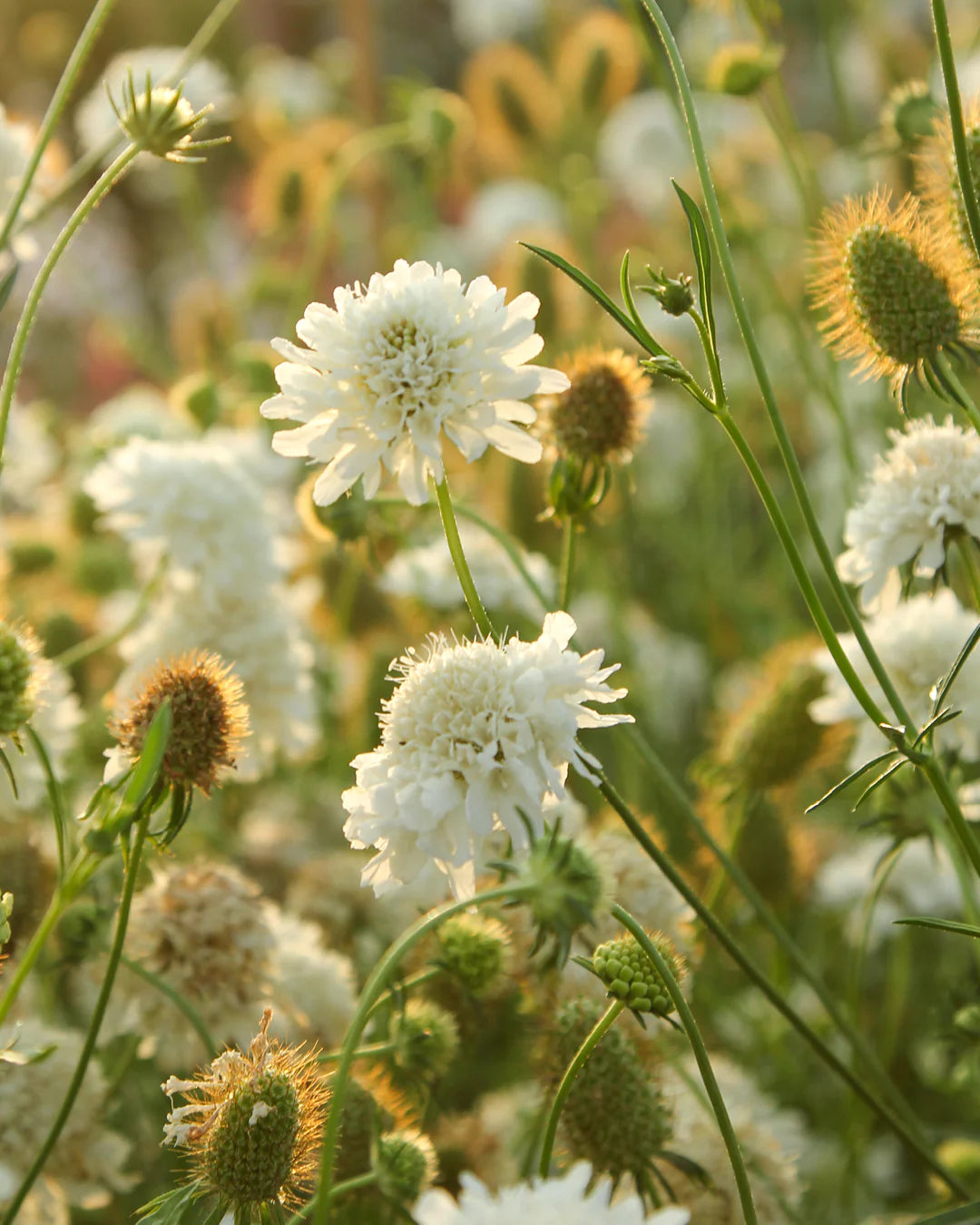 Scabiosa Flower seeds for Planting Low Maintenance Heirloom & GMO Free Seeds for Home Garden