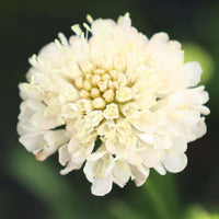 Scabiosa Flower seeds for Planting Low Maintenance Heirloom & GMO Free Seeds for Home Garden