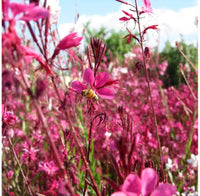 Pink Gaura Flower seeds for Planting - Cottage Garden Essential, Heirloom & GMO Free Seeds for Home Garden