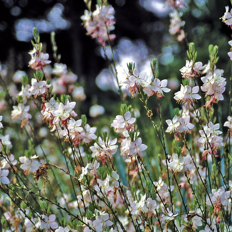 Gaura Flower seeds for Planting - Sun Loving, Heirloom & GMO Free Seeds for Home Garden