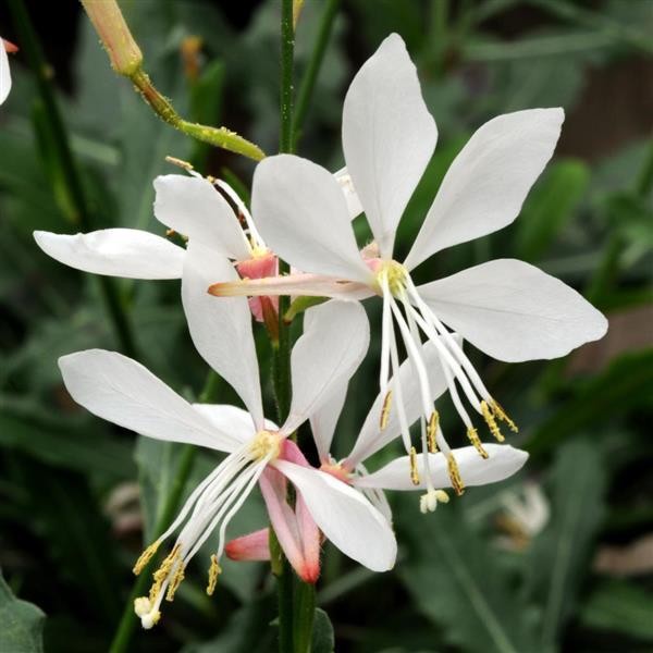White Lindheimeri Flower seeds for Planting - Sun Loving, Heirloom & GMO Free Seeds for Home Garden