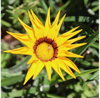 Red Yellow Gazania Flower Seeds Planting