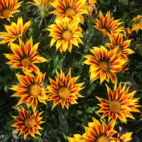 Red Yellow Gazania Flower Seeds Planting