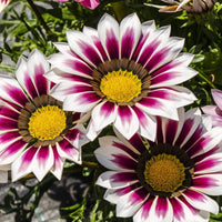 Gazania White and Purple Flower Seeds for Planting – Dazzling Garden Blooms