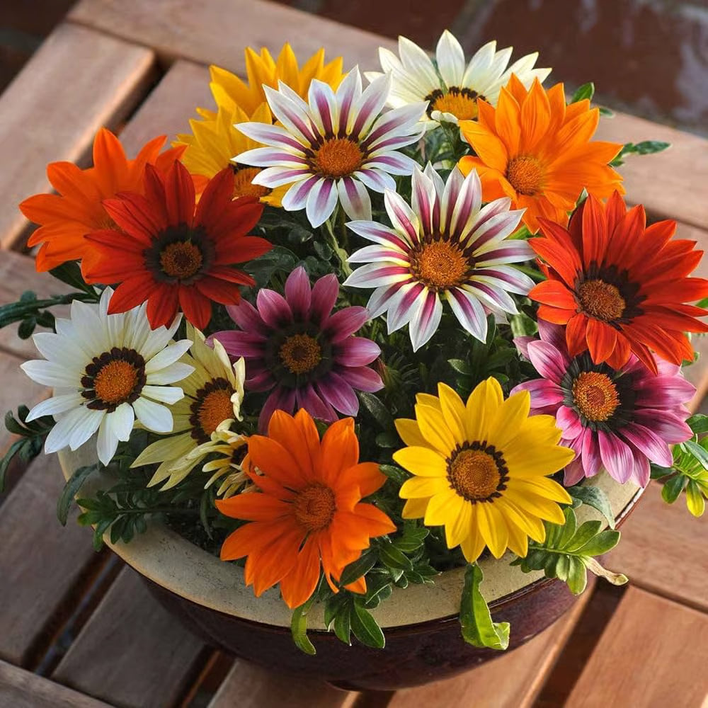Exotic Gazania Flower Seeds for Planting  Brighten Your Garden!