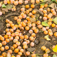 Orange Ginkgo Seeds for Easy Planting