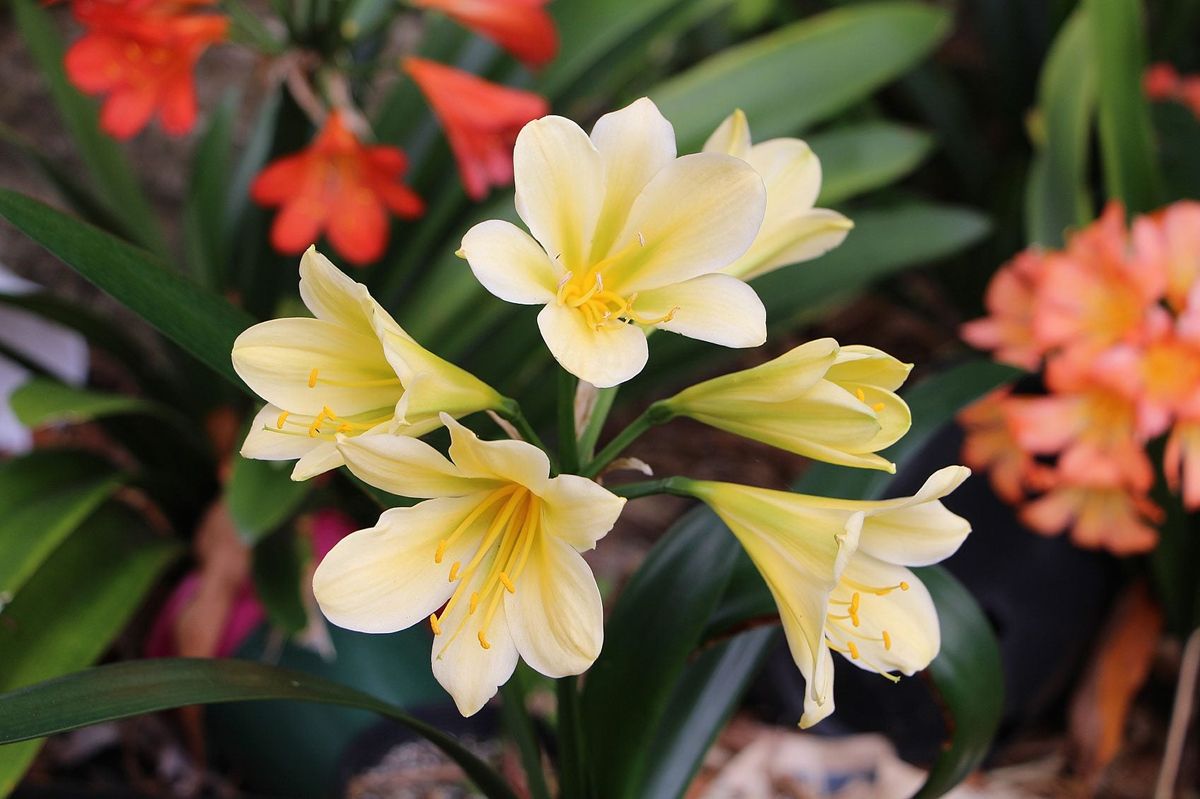 Light Yellow Natal Lily or Bush Lily Flower seeds for Planting - Drought Tolerant, Heirloom & GMO Free Seeds for Home Garden