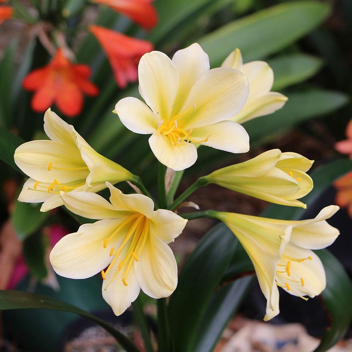 Clivia Seeds, Rare Color Clivia Chinese Flower Seeds
